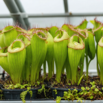 découvrez notre guide complet sur l'arrosage des plantes carnivores. apprenez les techniques essentielles, les besoins spécifiques en eau et des conseils pratiques pour garantir la santé et la croissance de vos plantes captures d'insectes.