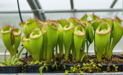 découvrez notre guide complet sur l'arrosage des plantes carnivores. apprenez les techniques essentielles, les besoins spécifiques en eau et des conseils pratiques pour garantir la santé et la croissance de vos plantes captures d'insectes.