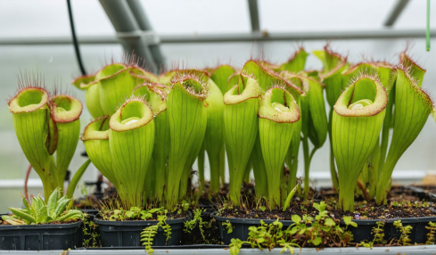 découvrez notre guide complet sur l'arrosage des plantes carnivores. apprenez les techniques essentielles, les besoins spécifiques en eau et des conseils pratiques pour garantir la santé et la croissance de vos plantes captures d'insectes.