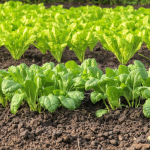 découvrez les meilleures cultures à semer dans votre potager en septembre pour profiter d'une récolte abondante. apprenez quelles plantes sont adaptées à cette période et comment optimiser votre jardin avant l'arrivée de l'hiver.