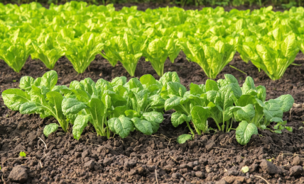 découvrez les meilleures cultures à semer dans votre potager en septembre pour profiter d'une récolte abondante. apprenez quelles plantes sont adaptées à cette période et comment optimiser votre jardin avant l'arrivée de l'hiver.