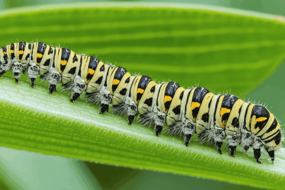 découvrez comment identifier les chenilles dans votre maison, les dangers potentiels qu'elles représentent pour votre santé et votre environnement, ainsi que les solutions efficaces pour s'en débarrasser en toute sécurité.