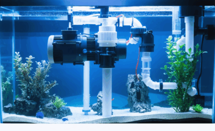 découvrez combien de temps un aquarium peut fonctionner sans pompe, les facteurs qui influencent la survie des poissons et des plantes, ainsi que des conseils pour maintenir un environnement sain sans filtration.