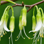 découvrez comment réussir facilement le bouturage du chèvrefeuille grâce à des conseils pratiques, des étapes détaillées et des astuces pour multiplier vos plantes et embellir votre jardin.