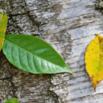 découvrez une liste exhaustive d’arbres dont le nom commence par la lettre q. explorez leurs caractéristiques, origines et particularités botaniques pour enrichir vos connaissances sur la nature.