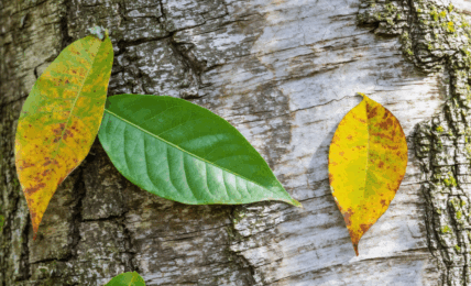 découvrez une liste exhaustive d’arbres dont le nom commence par la lettre q. explorez leurs caractéristiques, origines et particularités botaniques pour enrichir vos connaissances sur la nature.