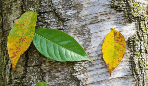 découvrez une liste exhaustive d’arbres dont le nom commence par la lettre q. explorez leurs caractéristiques, origines et particularités botaniques pour enrichir vos connaissances sur la nature.