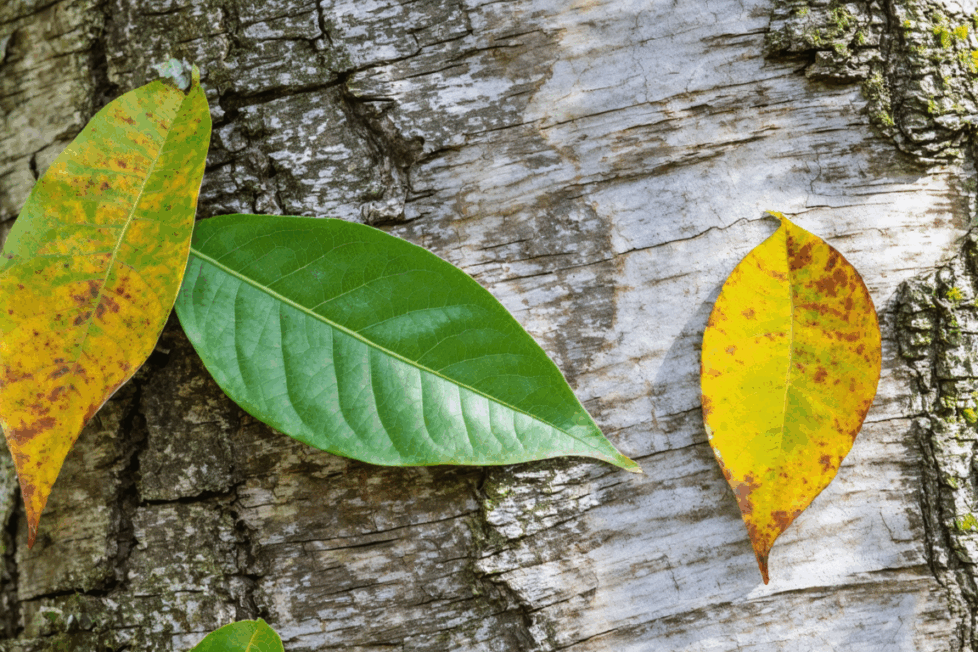 découvrez une liste exhaustive d’arbres dont le nom commence par la lettre q. explorez leurs caractéristiques, origines et particularités botaniques pour enrichir vos connaissances sur la nature.