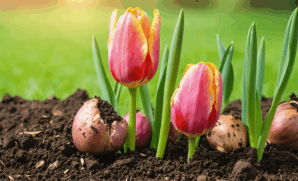 découvrez les plus belles fleurs d’avril, leurs variétés et nos conseils pratiques pour sublimer votre jardin au printemps et profiter d’une floraison colorée et parfumée.