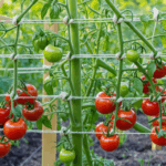 découvrez combien de plants de tomates planter par mètre carré pour optimiser votre récolte. suivez notre guide complet et nos conseils pratiques pour un jardin de tomates sain, productif et savoureux.