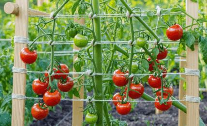 découvrez combien de plants de tomates planter par mètre carré pour optimiser votre récolte. suivez notre guide complet et nos conseils pratiques pour un jardin de tomates sain, productif et savoureux.