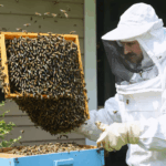 découvrez nos conseils pratiques pour gérer efficacement une invasion d'abeilles provenant du jardin du voisin, tout en respectant la biodiversité et la législation en vigueur.