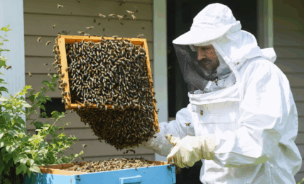 découvrez nos conseils pratiques pour gérer efficacement une invasion d'abeilles provenant du jardin du voisin, tout en respectant la biodiversité et la législation en vigueur.
