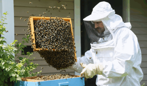 découvrez nos conseils pratiques pour gérer efficacement une invasion d'abeilles provenant du jardin du voisin, tout en respectant la biodiversité et la législation en vigueur.