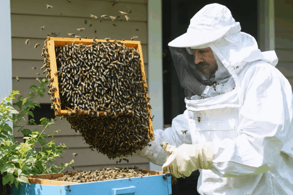 découvrez nos conseils pratiques pour gérer efficacement une invasion d'abeilles provenant du jardin du voisin, tout en respectant la biodiversité et la législation en vigueur.