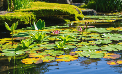 découvrez le guide ultime pour créer un bassin de plantes unique. conseils, astuces et étapes pour transformer votre jardin en un havre aquatique apaisant et naturel.
