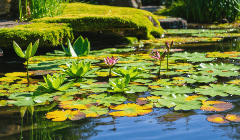 découvrez le guide ultime pour créer un bassin de plantes unique. conseils, astuces et étapes pour transformer votre jardin en un havre aquatique apaisant et naturel.