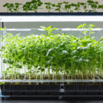 découvrez comment fabriquer facilement votre engrais hydroponique maison grâce à ce guide pratique. suivez nos étapes simples pour nourrir efficacement vos plantes et optimiser votre culture en hydroponie.