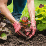 découvrez l'heuchera, aussi appelée coral bells, une plante vivace aux feuilles colorées et lumineuses, idéale pour égayer votre jardin avec ses teintes vibrantes toute l'année.