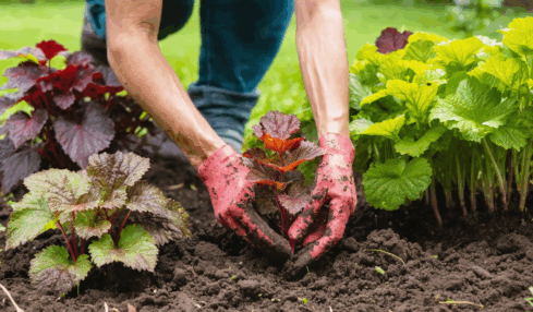 découvrez l'heuchera, aussi appelée coral bells, une plante vivace aux feuilles colorées et lumineuses, idéale pour égayer votre jardin avec ses teintes vibrantes toute l'année.