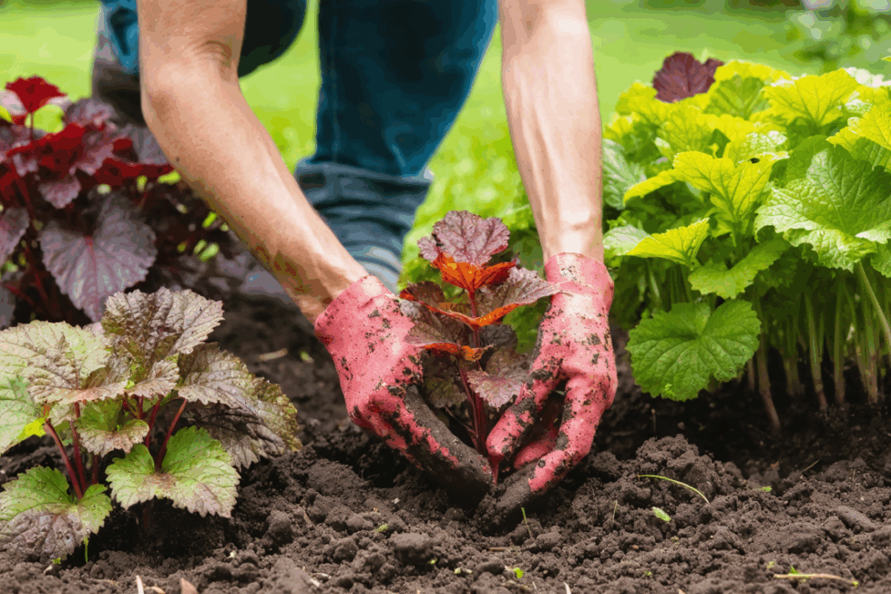 découvrez l'heuchera, aussi appelée coral bells, une plante vivace aux feuilles colorées et lumineuses, idéale pour égayer votre jardin avec ses teintes vibrantes toute l'année.