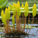 explorez la diversité des plantes commençant par la lettre u. découvrez leurs caractéristiques, origines et conseils pour les cultiver dans votre jardin ou intérieur.