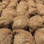découvrez les secrets de la fibre de coco : explorez ses bienfaits pour le jardin, ses contraintes d’utilisation et ses nombreuses applications écologiques pour améliorer vos plantations.