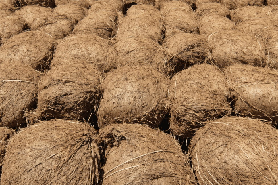 découvrez les secrets de la fibre de coco : explorez ses bienfaits pour le jardin, ses contraintes d’utilisation et ses nombreuses applications écologiques pour améliorer vos plantations.