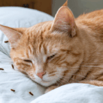 votre chat a des puces et dort sur votre lit ? découvrez dans cet article les bons gestes à adopter pour protéger votre literie, éliminer les parasites et assurer le bien-être de votre chat et de votre foyer.