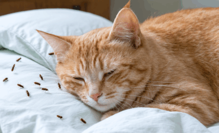 votre chat a des puces et dort sur votre lit ? découvrez dans cet article les bons gestes à adopter pour protéger votre literie, éliminer les parasites et assurer le bien-être de votre chat et de votre foyer.