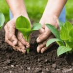 découvrez notre guide complet sur la plantation des hostas : conseils, astuces et étapes détaillées pour réussir la culture de ces plantes d’ombre, idéales pour sublimer votre jardin.