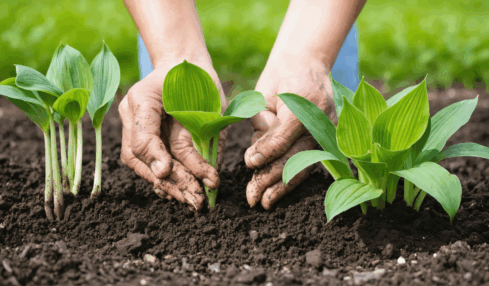 découvrez notre guide complet sur la plantation des hostas : conseils, astuces et étapes détaillées pour réussir la culture de ces plantes d’ombre, idéales pour sublimer votre jardin.
