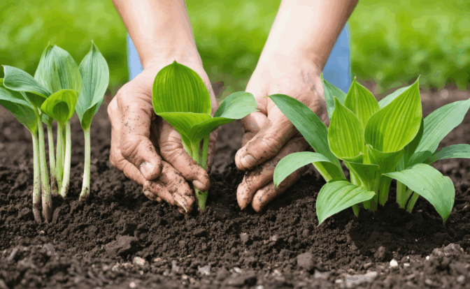 découvrez notre guide complet sur la plantation des hostas : conseils, astuces et étapes détaillées pour réussir la culture de ces plantes d’ombre, idéales pour sublimer votre jardin.