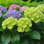 découvrez les différences clés entre l'hortensia d'intérieur et l'hortensia d'extérieur : besoins en lumière, entretien, floraison et conseils pour bien choisir et cultiver chaque type.