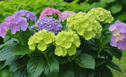 découvrez les différences clés entre l'hortensia d'intérieur et l'hortensia d'extérieur : besoins en lumière, entretien, floraison et conseils pour bien choisir et cultiver chaque type.
