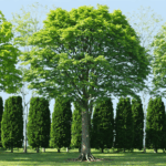 découvrez les techniques éprouvées et sécuritaires pour éliminer un arbre efficacement, étape par étape. conseils pratiques, outils indispensables et précautions à prendre pour un abattage sans risque.