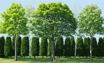 découvrez les techniques éprouvées et sécuritaires pour éliminer un arbre efficacement, étape par étape. conseils pratiques, outils indispensables et précautions à prendre pour un abattage sans risque.
