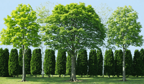 découvrez les techniques éprouvées et sécuritaires pour éliminer un arbre efficacement, étape par étape. conseils pratiques, outils indispensables et précautions à prendre pour un abattage sans risque.