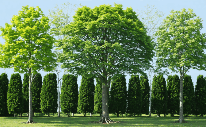 découvrez les techniques éprouvées et sécuritaires pour éliminer un arbre efficacement, étape par étape. conseils pratiques, outils indispensables et précautions à prendre pour un abattage sans risque.