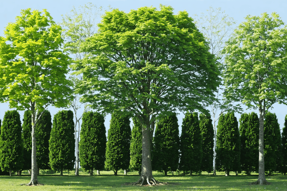 découvrez les techniques éprouvées et sécuritaires pour éliminer un arbre efficacement, étape par étape. conseils pratiques, outils indispensables et précautions à prendre pour un abattage sans risque.