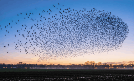 découvrez les secrets de la migration des étourneaux : périodes importantes, comportements collectifs surprenants et explications scientifiques sur ce phénomène naturel spectaculaire.