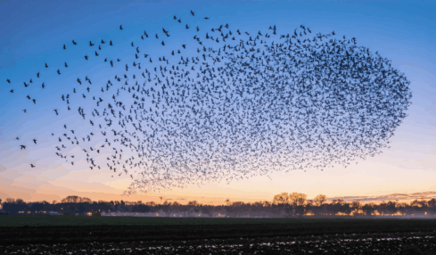 découvrez les secrets de la migration des étourneaux : périodes importantes, comportements collectifs surprenants et explications scientifiques sur ce phénomène naturel spectaculaire.
