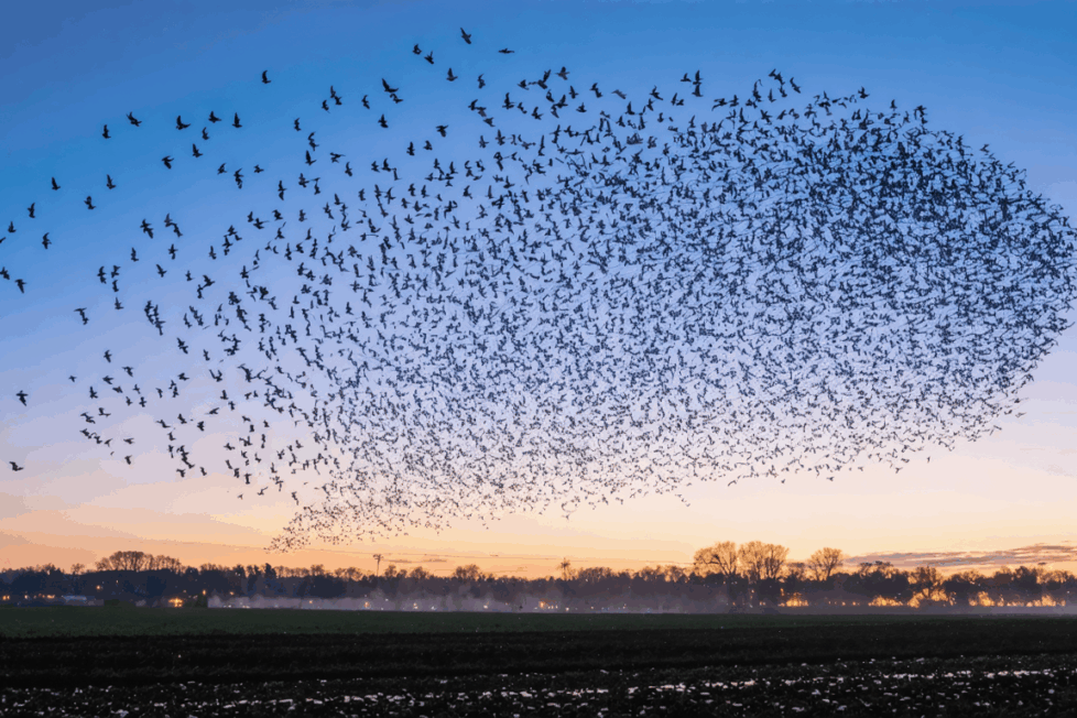 découvrez les secrets de la migration des étourneaux : périodes importantes, comportements collectifs surprenants et explications scientifiques sur ce phénomène naturel spectaculaire.
