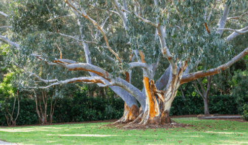 découvrez comment cultiver facilement l’eucalyptus gunnii, aussi appelé gomme à cidre. suivez nos conseils pratiques, astuces d’entretien et informations essentielles pour réussir la plantation de cet arbre décoratif dans votre jardin.