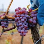 découvrez notre guide pratique pour bouturer une vigne facilement. suivez des étapes simples et efficaces pour réussir la multiplication de votre vigne chez vous.