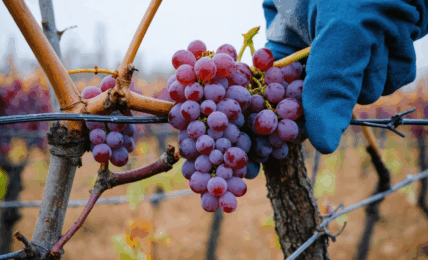 découvrez notre guide pratique pour bouturer une vigne facilement. suivez des étapes simples et efficaces pour réussir la multiplication de votre vigne chez vous.