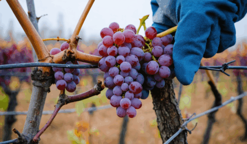 découvrez notre guide pratique pour bouturer une vigne facilement. suivez des étapes simples et efficaces pour réussir la multiplication de votre vigne chez vous.