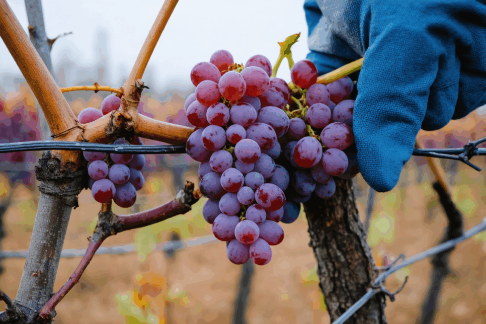 découvrez notre guide pratique pour bouturer une vigne facilement. suivez des étapes simples et efficaces pour réussir la multiplication de votre vigne chez vous.