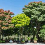 découvrez notre guide complet sur l'albizia, l'arbre à soie : conseils de plantation, entretien facile, bienfaits et astuces pour réussir sa culture dans votre jardin.