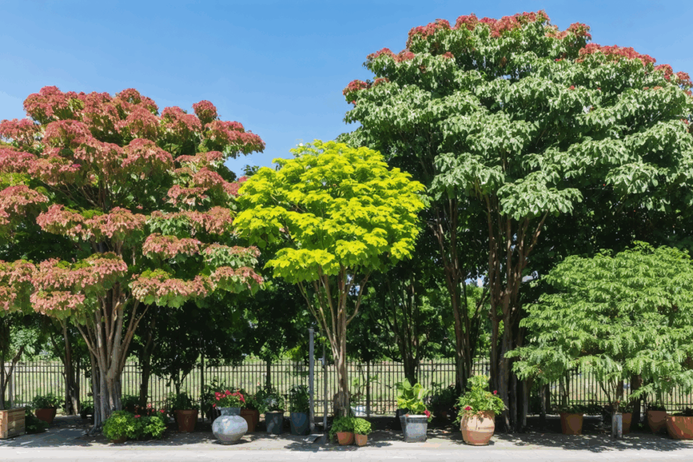 découvrez notre guide complet sur l'albizia, l'arbre à soie : conseils de plantation, entretien facile, bienfaits et astuces pour réussir sa culture dans votre jardin.